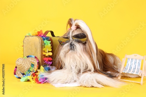 shih tzu dog lying on a towel with suitcase hawaiian collar and deckchair 