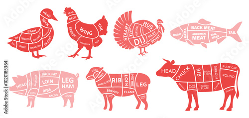 cut of animal's diagram flat design