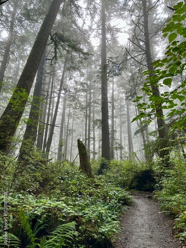 Foggy footpath in the woods towards second beach in La Push