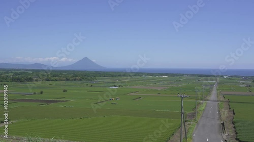 中原公園から見る南九州市の茶畑と開聞岳