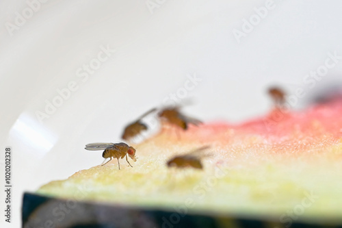 A fruit fly is pulling its tongue in after licking the juice from some water melon