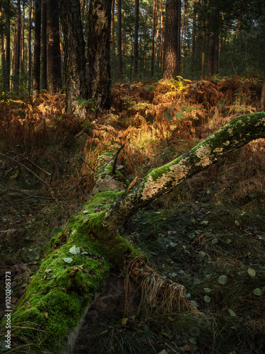 autmn ferns - Herbstfarne