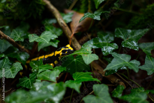 Salamandre tachetée photo