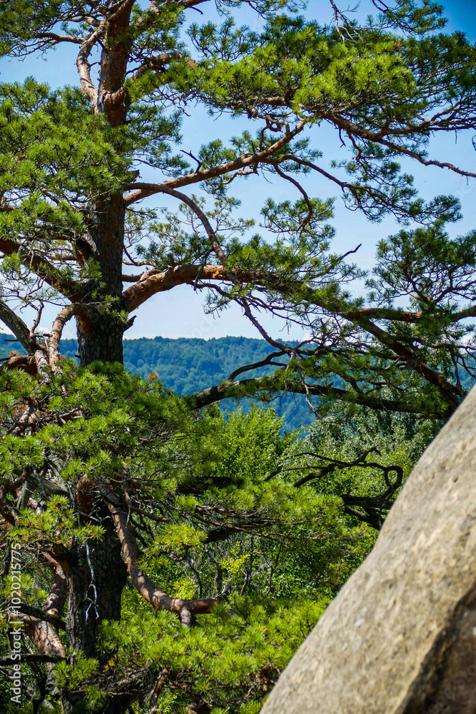 large coniferous tree, on the background of the forest, stone boulder, forest, blue sky, summer, greenery, trees, travel, hike, walk, excursion, camp, summer, greenery, sun
large coniferous tree, on the background of the forest, stone boulder, forest, blue sky, summer, greenery, trees, travel, hike, walk, excursion, camp, summer, greenery, sun