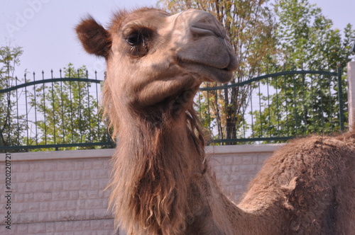 Brown camel in zoo. Animal portrait.