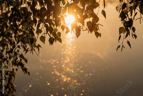 Fototapeta Naklejka Na Ścianę i Meble -  Jesienne tło, liście brzozy w ciepłym świetle, tapeta. 