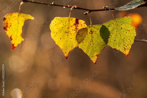 Fototapeta Naklejka Na Ścianę i Meble -  Jesienne tło, liście brzozy w ciepłym świetle, tapeta. 