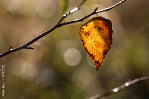 Fototapeta Naklejka Na Ścianę i Meble -  Jesienne tło, liście brzozy w ciepłym świetle, tapeta. 