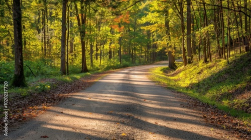 Sun-Drenched Road Through Autumn Forest