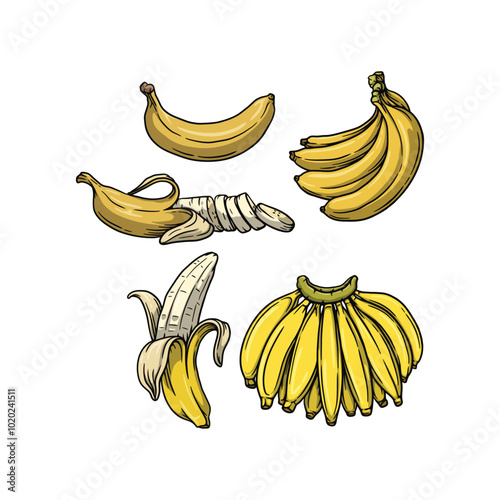 fruti banana vector many in color