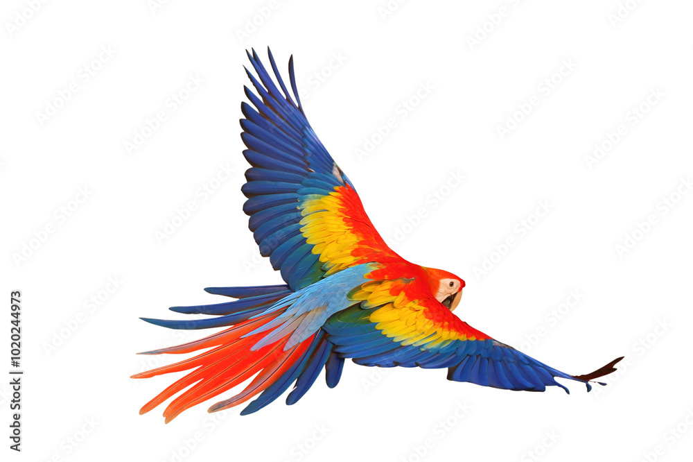 Fototapeta premium Colorful flying Scarlet Macaw parrot isolated on transparent background png file