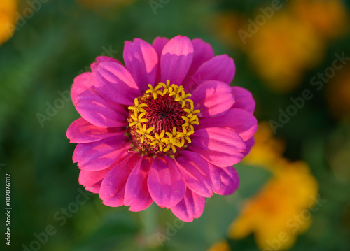 Flower of zinnia in the garden. Selective focus.