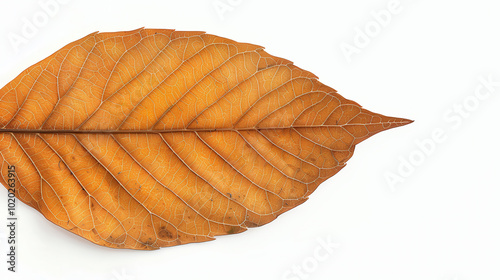 Autumn Leaf Close-Up, showcasing intricate details and warm hues, isolated on white, emphasizing texture and veins, providing ample space for text and design elements.