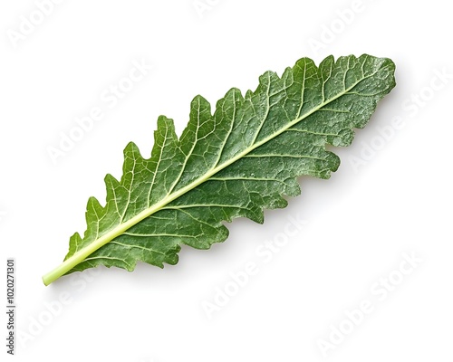 Green Leaf Isolated on White Background