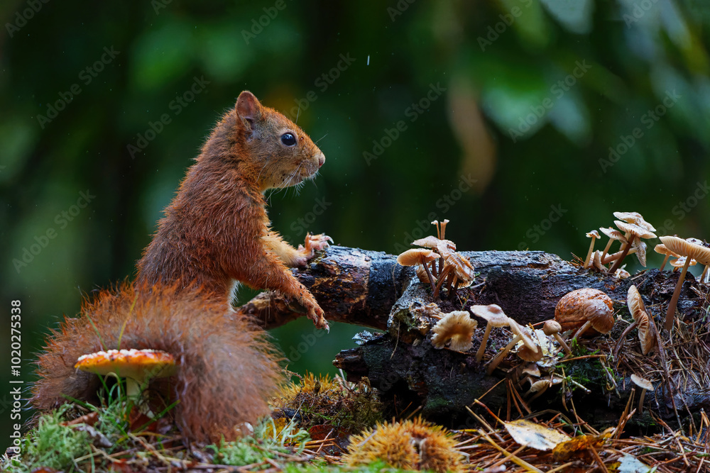 Eurasian red squirrel (Sciurus vulgaris) searching for food in the autumn in the forest with mushrooms in the South of the Netherlands. Eurasian red squirrel (Sciurus vulgaris) searching for food in the autumn in the forest with mushrooms in the South of the Netherlands.