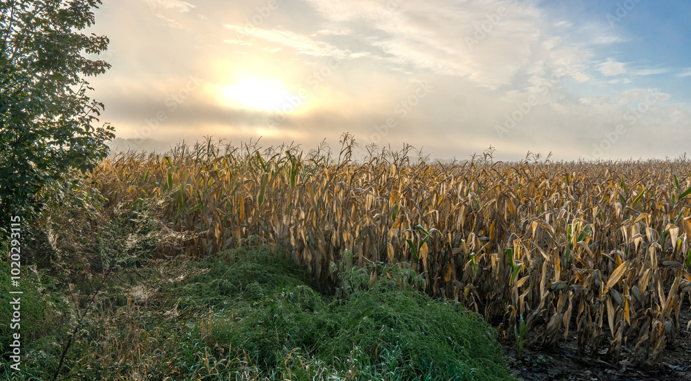 Obraz premium Sunrise over a corn field on a foggy morning.
