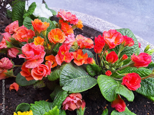 Primula with red flowers blooms in a pot. photo