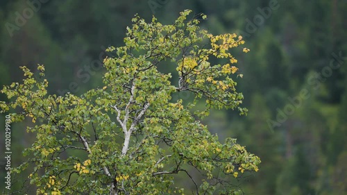 A birch tree stands tall with green and yellow leaves set against a soft green forest background. photo