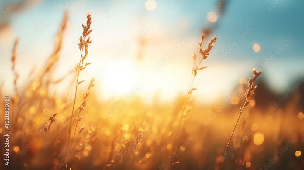 A picturesque image of a sunlit meadow bathed in golden light, highlighting tall wild grasses swaying gently against a backdrop of a soft bokeh sky. A picturesque image of a sunlit meadow bathed in golden light, highlighting tall wild grasses swaying gently against a backdrop of a soft bokeh sky.