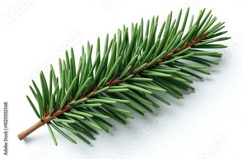 pine branch with cones