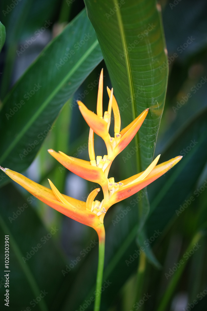 close-up view of Heliconia psittacorum flower close-up view of Heliconia psittacorum flower