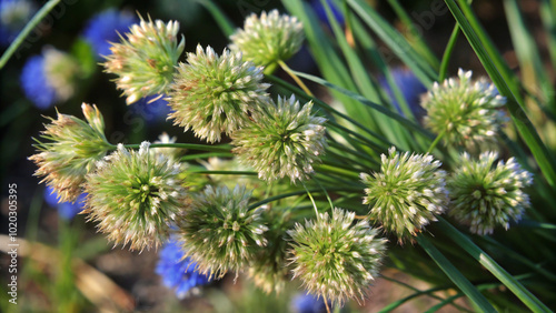 branch of a pine. nature, plant, pine, tree, flower, macro, forest, branch, flora, grass, garden, closeup, cactus, needles, moss, thistle, evergreen, spruce, green, fir, summer, leaf, weed, spring, co