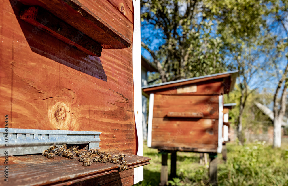 Wooden hive and bees. Bees fly in and out of the hive. Wooden hive and bees. Bees fly in and out of the hive.