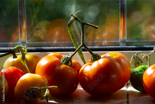 Φωτογραφία Homegrown tomatoes ripening on a windowsill in sun as the cold weather sets in