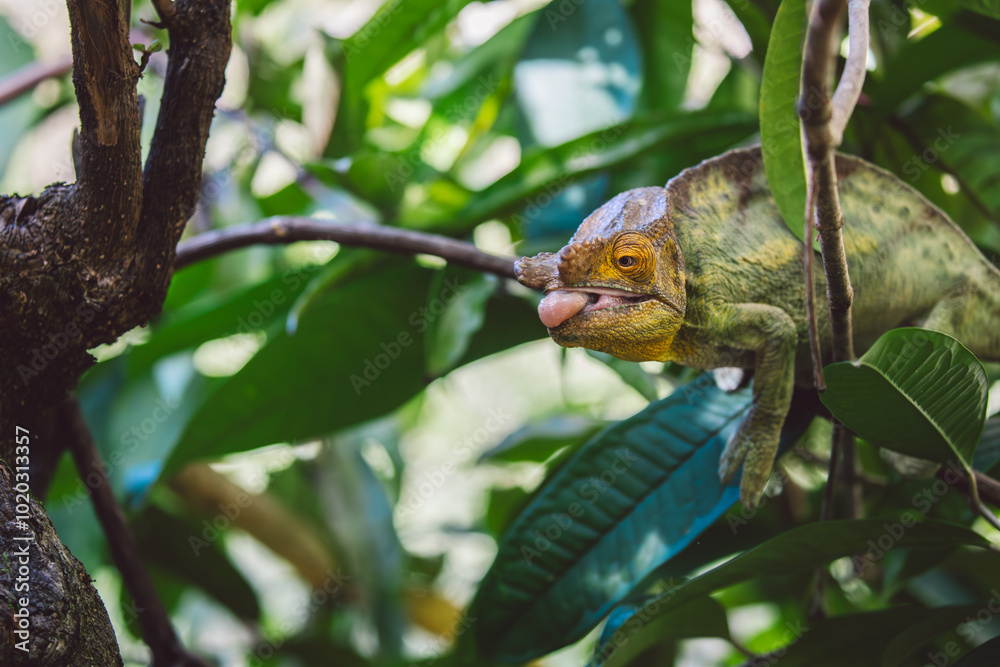 Madagascar - Closeup of a chameleon on a branch Madagascar - Closeup of a chameleon on a branch