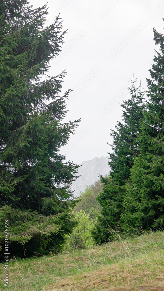 Among pine trees in the depths of the Dolomiti Bellunessi on a cloudy day Among pine trees in the depths of the Dolomiti Bellunessi on a cloudy day