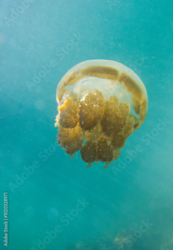 Non-toxic Jellyfish swimming in their habitat in Kakaban Lake, Derawan Archipelago, Berau Municipality, East Kalimantan, Indonesia.  photo