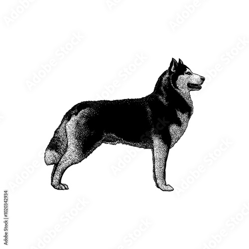 Alusky hand drawing vector isolated on background.