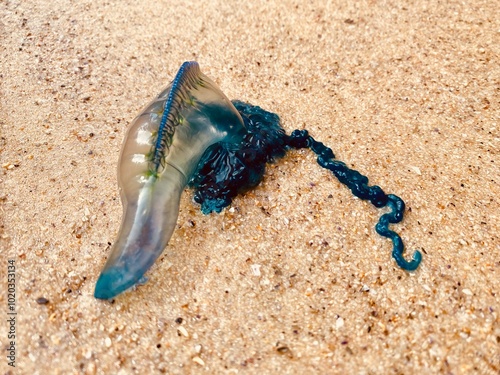 Φωτογραφία Bluebottle on sand