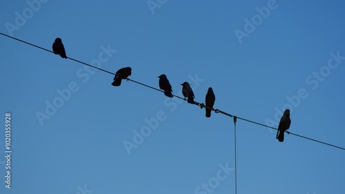 Western Jackdaw's fly in to land on wire