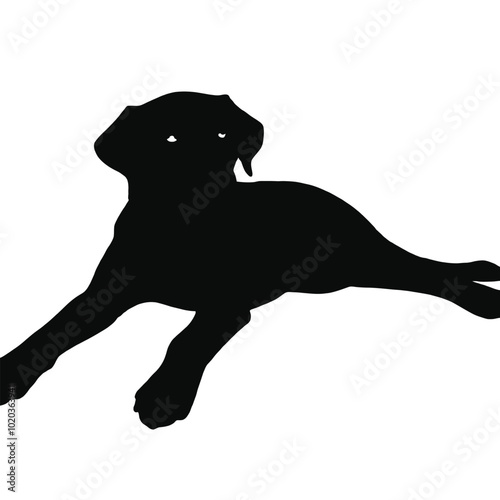 A black Labrador retriever dog lying down on the ground 