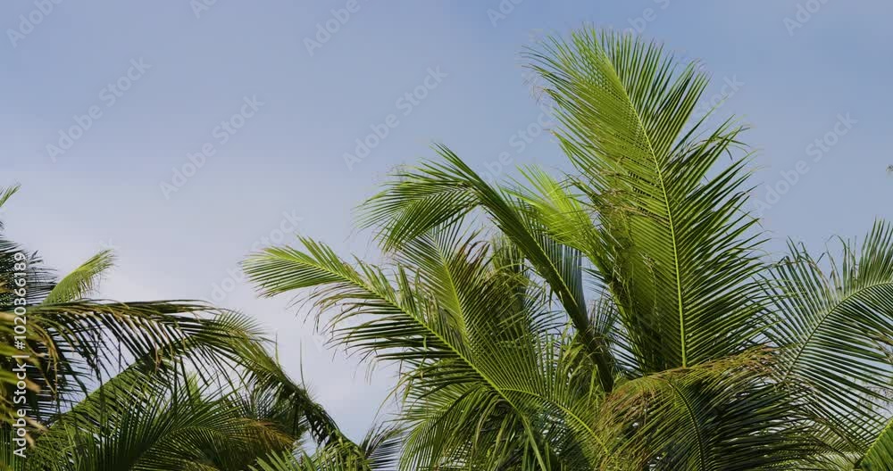 palm trees against blue sky Low angle view. coconut tree green leaves sunshine summer nature tropical island. copy space. palm trees against blue sky Low angle view. coconut tree green leaves sunshine summer nature tropical island. copy space.