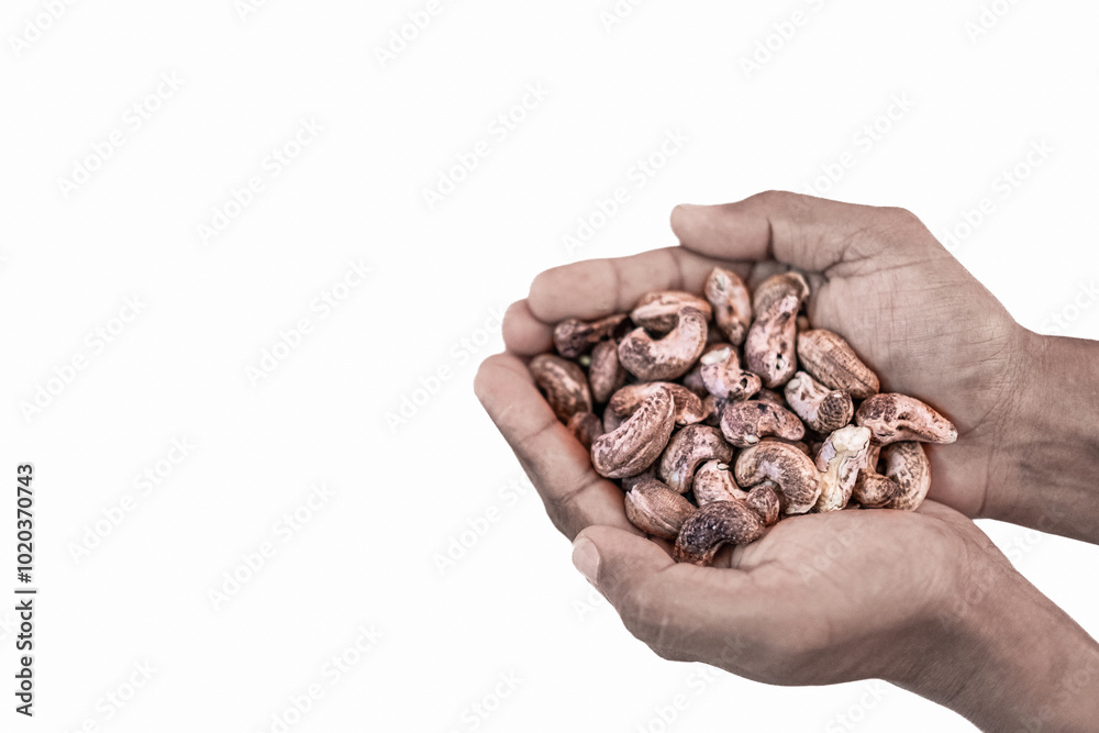Heap of dried unpeeled cashews in a hands of a man isolated on white. Heap of dried unpeeled cashews in a hands of a man isolated on white.