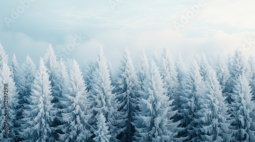 Winter Wonderland Frosted Pine Trees In Scenic Forest