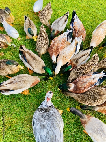 Ducks