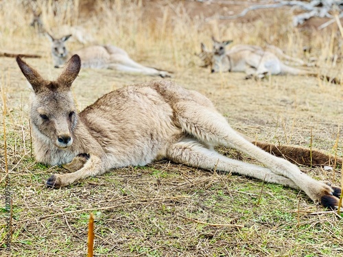 Kangaroo