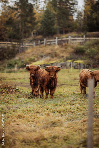 Scottish Highland cattle bull photo