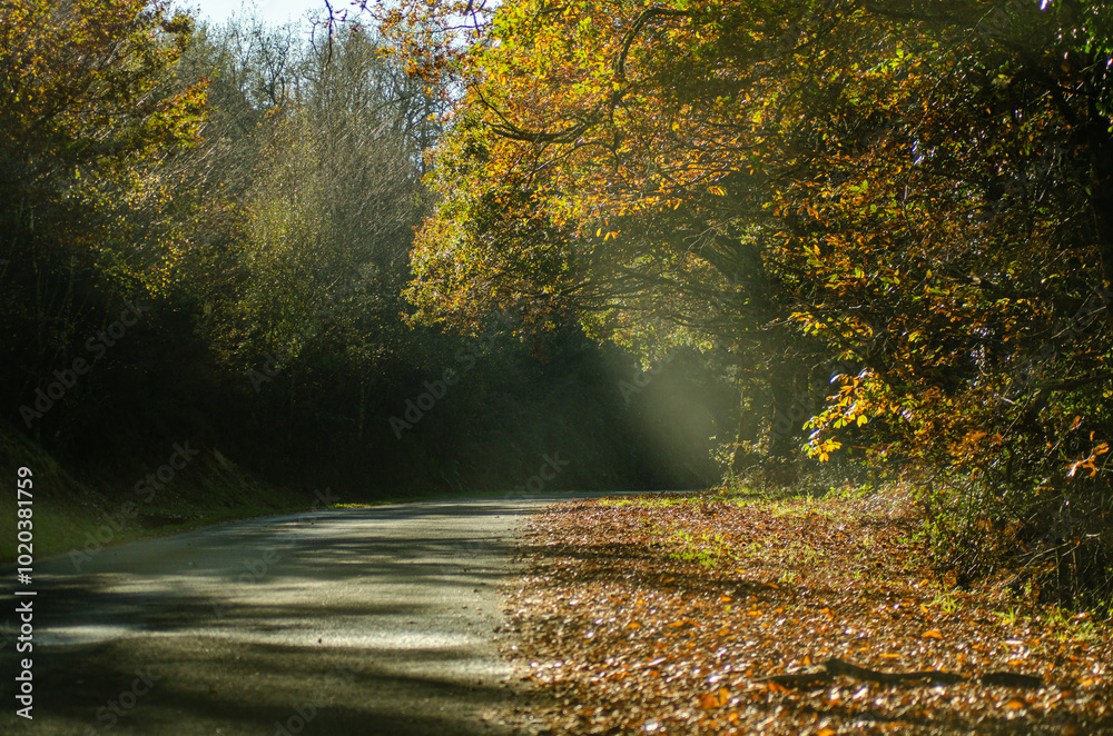 Naklejka premium fall lights and colors on a country road