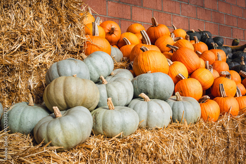 Diverse Pumpkin Display: Jarrahdale, Orange Smoothie, and Tetsukabuto on Straw photo