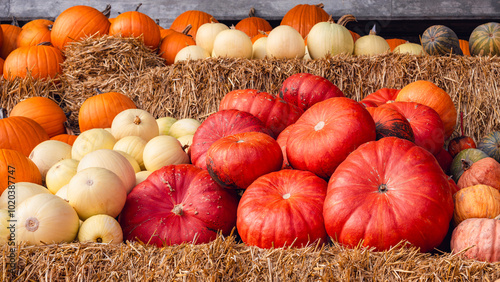 Cinderella Pumpkins, Pepitas, and Classic Orange Pumpkins on Straw