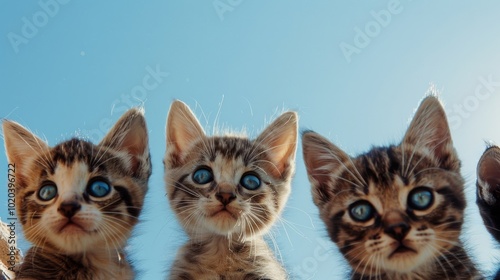 Three kittens peer inquisitively into the lens against a vivid blue backdrop, showcasing their innocence and playful energy.