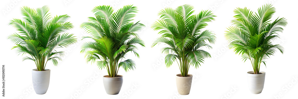 Fototapeta premium Areca Palm Branch with Feathery, Vibrant Green Fronds in a Tall Pot Isolated on Transparent and White Background