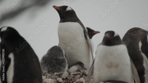 Gentoo penguin mother with two chicks in colony in Antarctica during cold conditions.