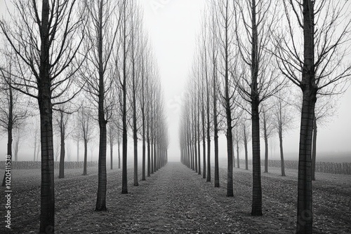 A black-and-white minimalistic photo of tree trunks lined in symmetry, with no leaves in sight, emphasizing texture, form, and contrast in the quiet forest scene