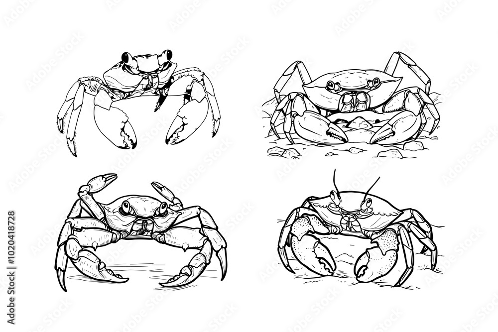 Color these four distinct crabs that showcase their features in various poses, bringing creativity to life with every stroke