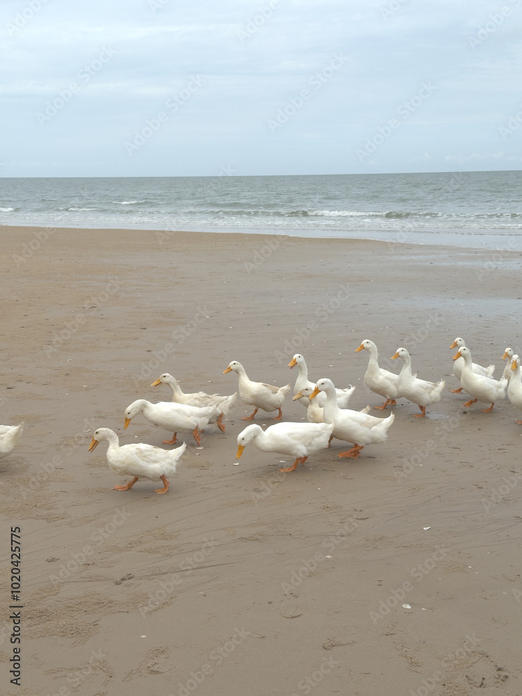 A group of white ducks walking along a sandy beach. Approximately a dozen ducks are visible, their bright white feathers contrasting with the pale sand. A group of white ducks walking along a sandy beach. Approximately a dozen ducks are visible, their bright white feathers contrasting with the pale sand.